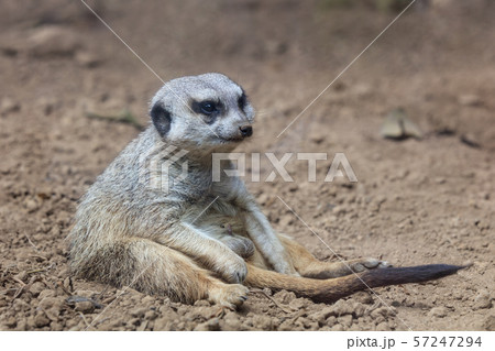 meerkat relaxed sitting on the ground meerkat relaxed sitting on the ground 57247294