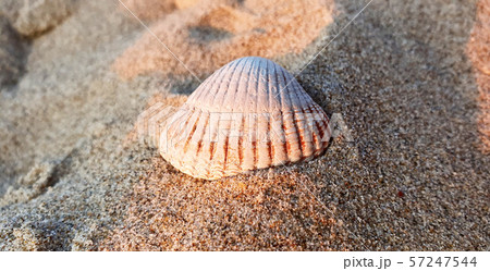 Close up shot of a white seashell on the beach Close up shot of a white seashell on the beach 57247544
