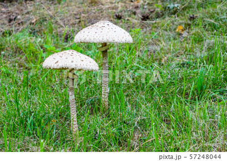 Macrolepiota procera, the parasol mushroom with a Macrolepiota procera, the parasol mushroom with a 57248044