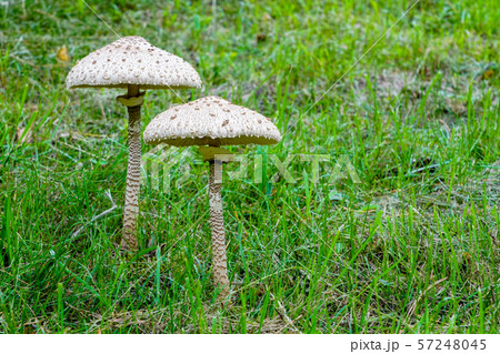 Macrolepiota procera, the parasol mushroom with a Macrolepiota procera, the parasol mushroom with a 57248045
