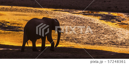 African bush elephant in Kruger National park, 57248361