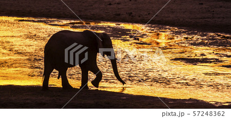 African bush elephant in Kruger National park, African bush elephant in Kruger National park, 57248362