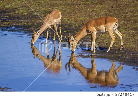 Common Impala in Kruger National park, South Common Impala in Kruger National park, South 57248417