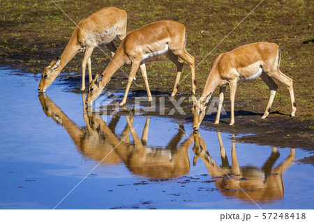 Common Impala in Kruger National park, South Common Impala in Kruger National park, South 57248418