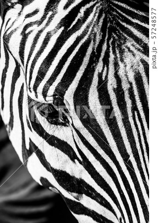 Zebra close-up portrait. Detailed view head with stripes Zebra close-up portrait. Detailed view head with stripes 57248577