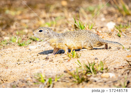 European ground squirrel, Spermophilus citellus, aka European souslik. Small cute rodent in natural 57248578
