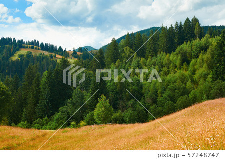 Spruces on hills - beautiful summer landscape, 57248747