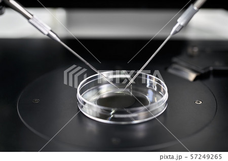 Process of in vitro fertilization in laboratory Process of in vitro fertilization in laboratory 57249265