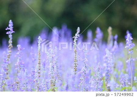 サルビア　ファリナセアの花 57249902