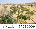 ウズベキスタン　砂漠　植物 57250009
