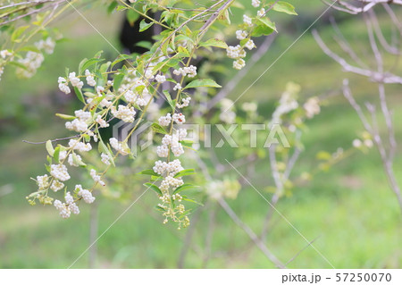 シロシキブの実 57250070