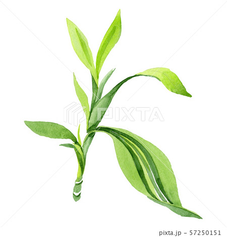 Dracaena sanderiana green leaves. Watercolor background set. Isolated bamboo illustration element. Dracaena sanderiana green leaves. Watercolor background set. Isolated bamboo illustration element. 57250151