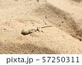 ウズベキスタン　砂漠　トカゲ 57250311