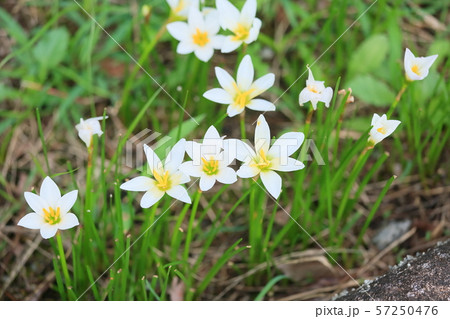 タマスダレの花 タマスダレの花 57250476