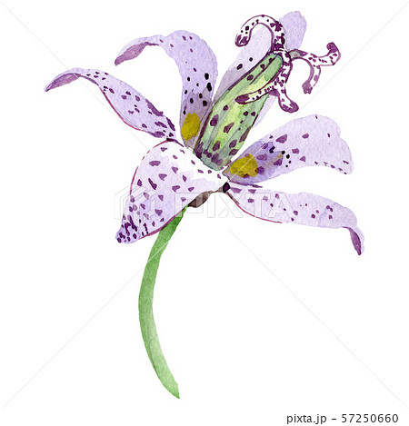 Tricyrtis Hirta Floral Botanical Flower のイラスト素材