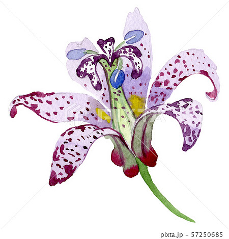 Tricyrtis Hirta Floral Botanical Flower のイラスト素材