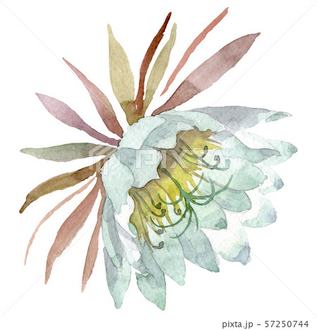 The Legendary Kadupul Flower | Rare flowers, Flowers, Bloom