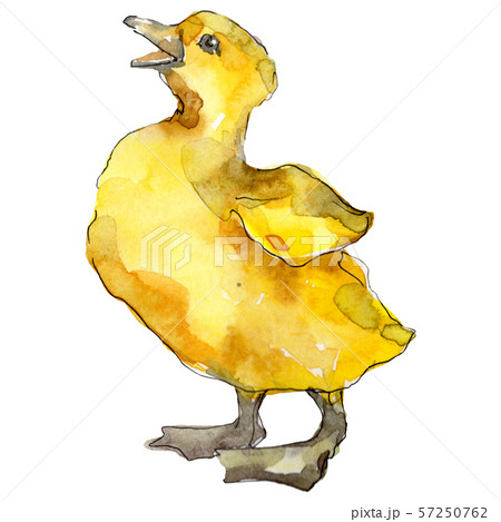Duckling farm animal isolated. Watercolor background illustration set. Isolated duckling Duckling farm animal isolated. Watercolor background illustration set. Isolated duckling 57250762