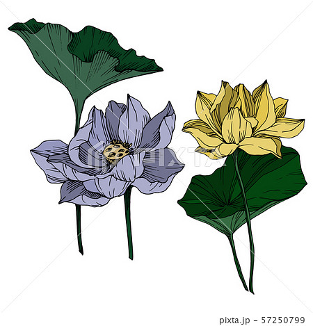 Vector Lotus floral botanical flowers. Black and white engraved ink art. Isolated lotus illustration 57250799