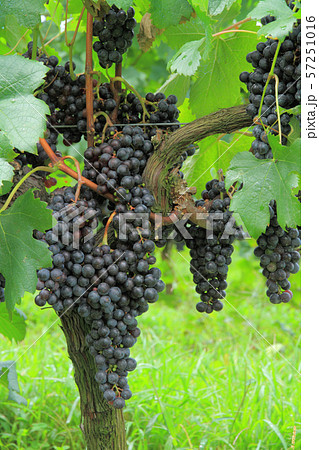 ワイン用ブドウ　メルロ 57251016