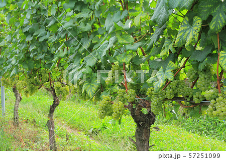 ワイン用ブドウ　シャルドネ 57251099