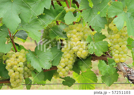 ワイン用ブドウ シャルドネ ワイン用ブドウ シャルドネ 57251103