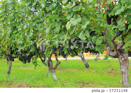 ワイン用ブドウ　ピノ・ノワール 57251146