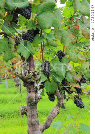 ワイン用ブドウ ピノ・ノワール ワイン用ブドウ ピノ・ノワール 57251147