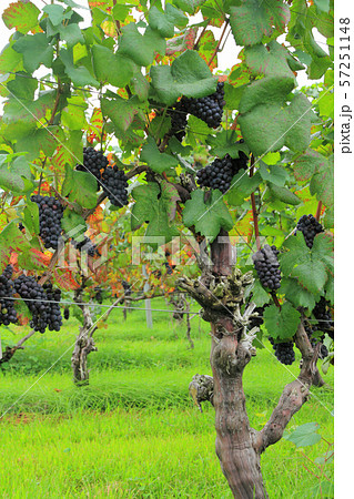 ワイン用ブドウ　ピノ・ノワール 57251148