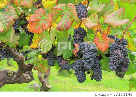 ワイン用ブドウ　ピノ・ノワール 57251149