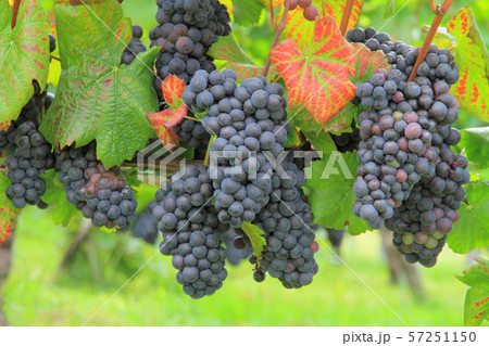 ワイン用ブドウ ピノ・ノワール ワイン用ブドウ ピノ・ノワール 57251150