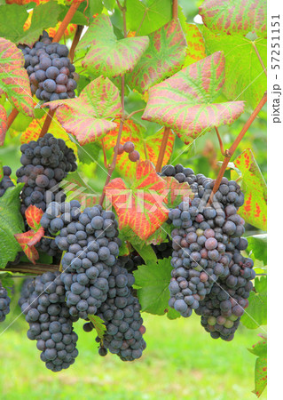 ワイン用ブドウ　ピノ・ノワール 57251151