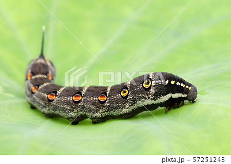 幼虫　蛾 57251243
