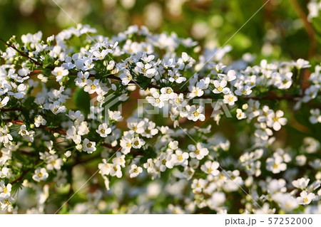 木 花 白 57252000