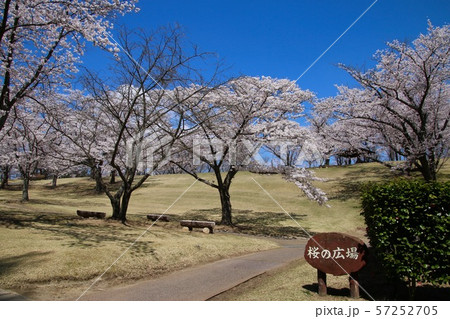 春の逢瀬公園(福島県・郡山市) 春の逢瀬公園(福島県・郡山市) 57252705