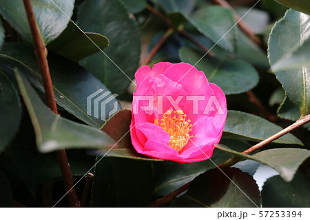 山茶花 咲き始め 山茶花 咲き始め 57253394