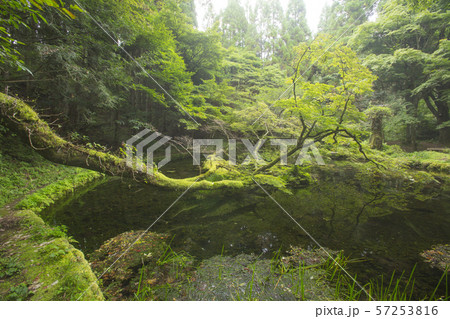 山吹水源 57253816