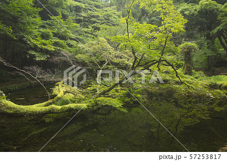 山吹水源 山吹水源 57253817