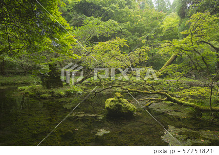 山吹水源 57253821