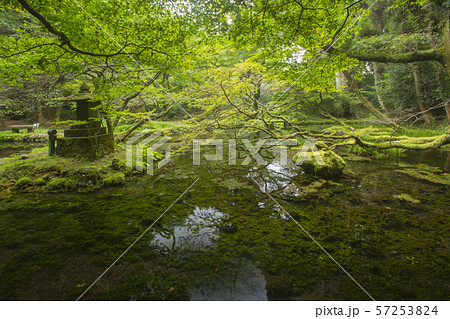 山吹水源 57253824