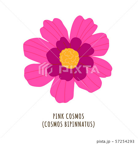 Pink cosmos tropical flower Pink cosmos tropical flower 57254293