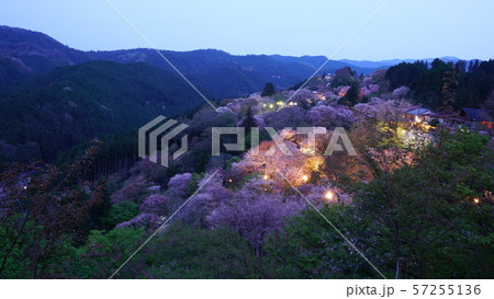 奈良 吉野山 下千本 桜 ライトアップの写真素材