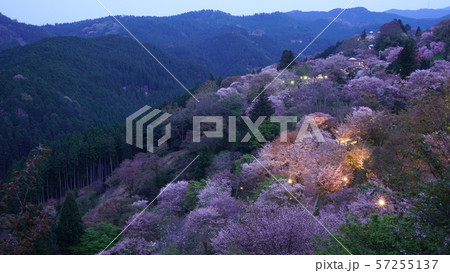 奈良 吉野山 下千本 桜 ライトアップの写真素材