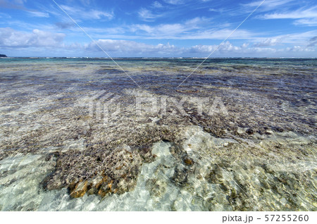 ニューカレドニア  ロイヤルティ諸島　マレ島　ワバオ湾のサンゴ礁 57255260