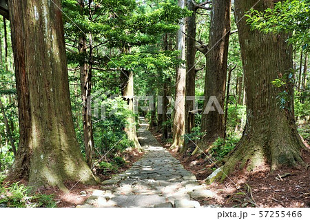 和歌山県　熊野古道　大門坂 57255466
