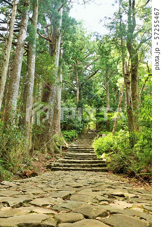 和歌山県　熊野古道　大門坂 57255467