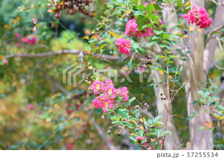 サルスベリの花 サルスベリの花 57255534