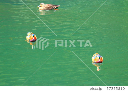 おしどり 鳥 雲 57255810