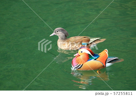 おしどり 鳥 雲 57255811