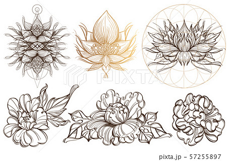 Botanical graphics. Peonies. A set of illustrations with buds, blossoming flowers and leaves. 57255897